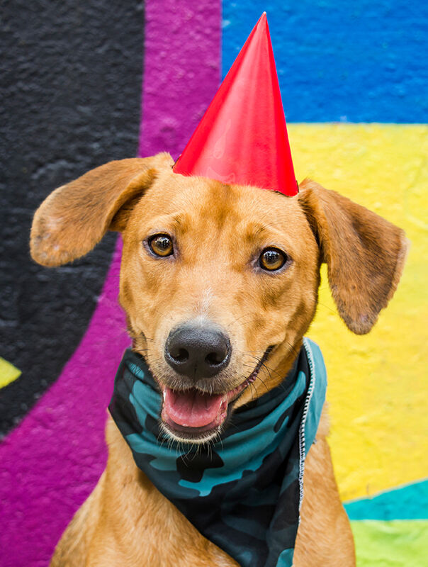 happy dog wearing party hat